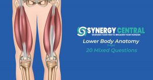 Lower-Body-Anatomy-(Legs)-Quiz-(20-Questions)-Synergy-Central-Online-Learning